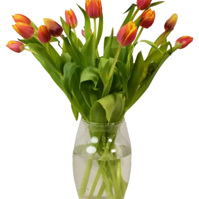 Rainbow Tulips