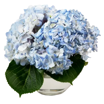 Hydrangea Blue Bouquet