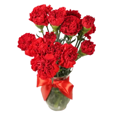 Red Carnation in Vase